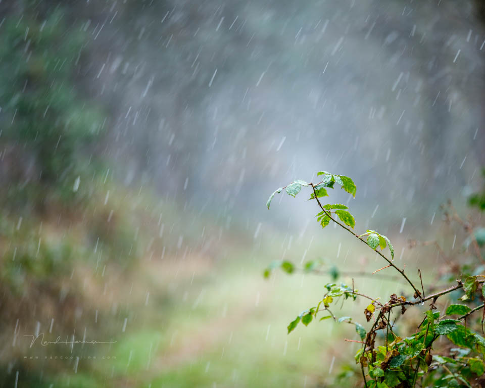 2017 nando kleine scherptediepte 2