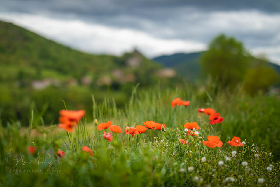 2019 nando kleine scherptediepte