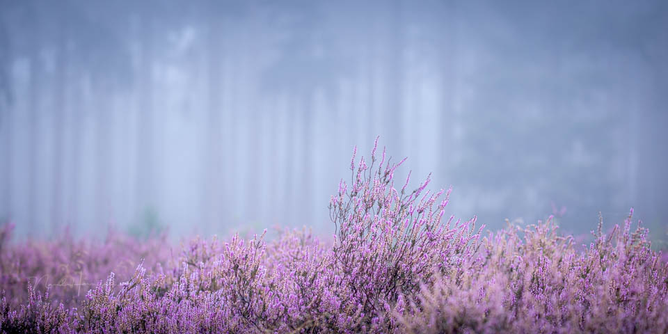 2020 nando kleine scherptediepte