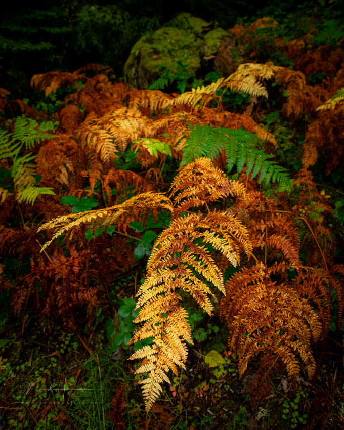 2020 nando varens instellingen