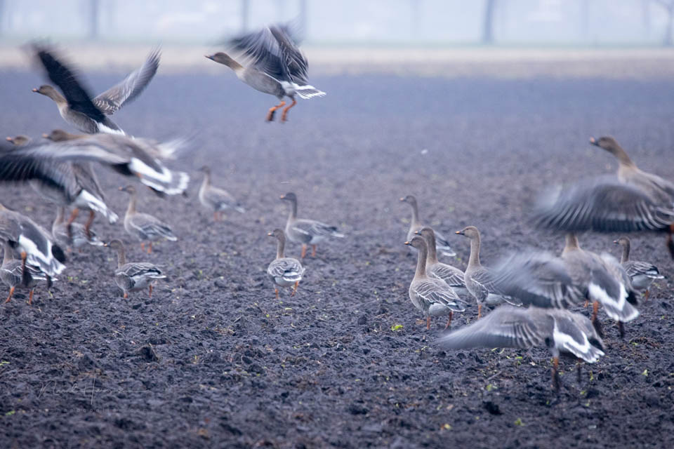 2021 nando ganzen vlucht 2021 nando ganzen vlucht