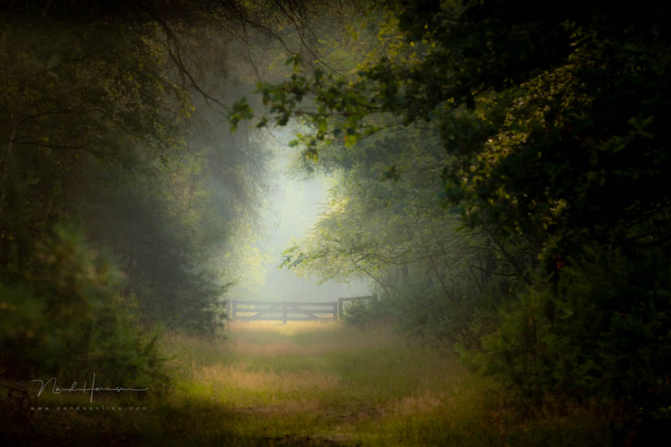 2021 nando kleine scherptediepte