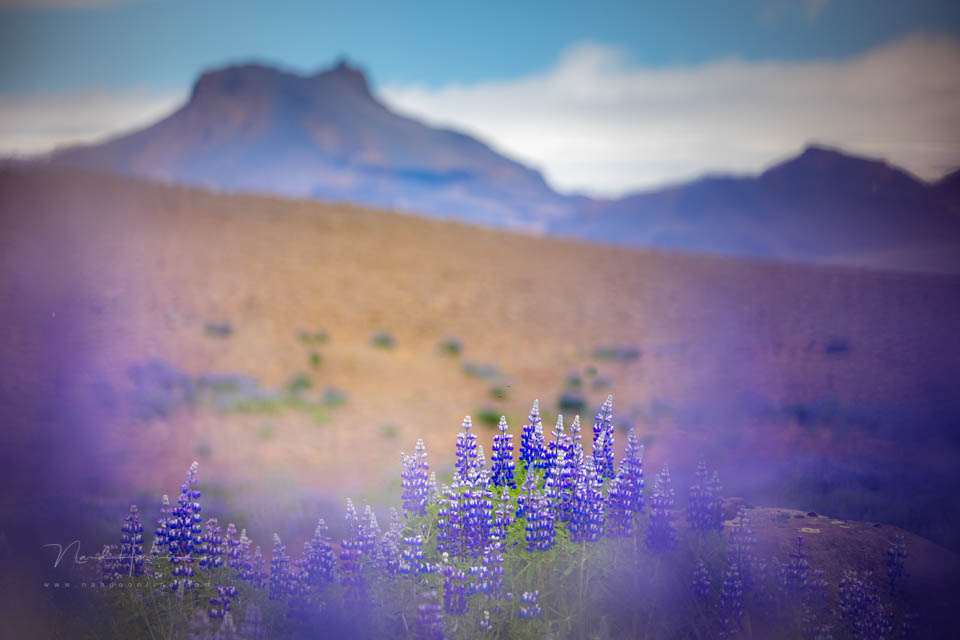 2022 nando kleine scherptediepte