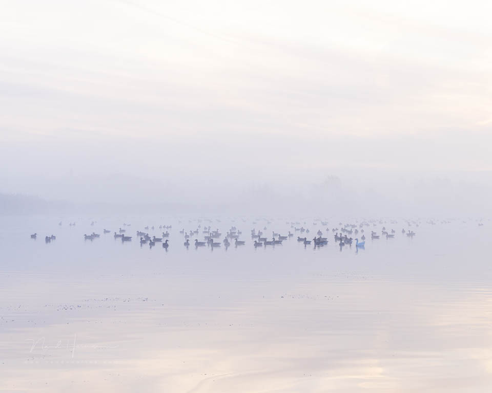 2025 nando hifgh keyfoto ganzen mist