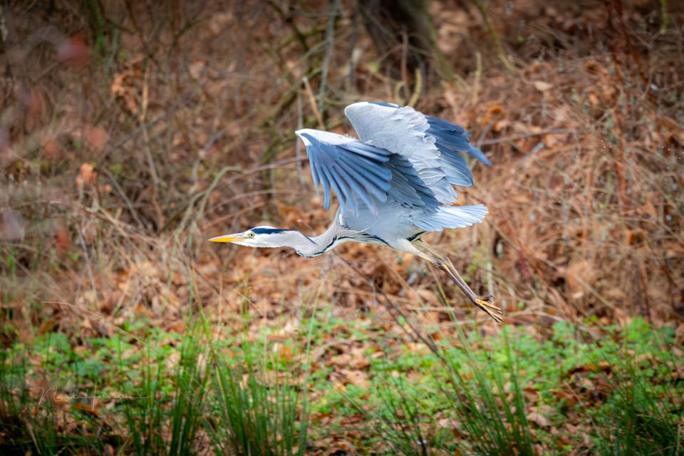 2026 nando reiger vliegend 2026 nando reiger vliegend