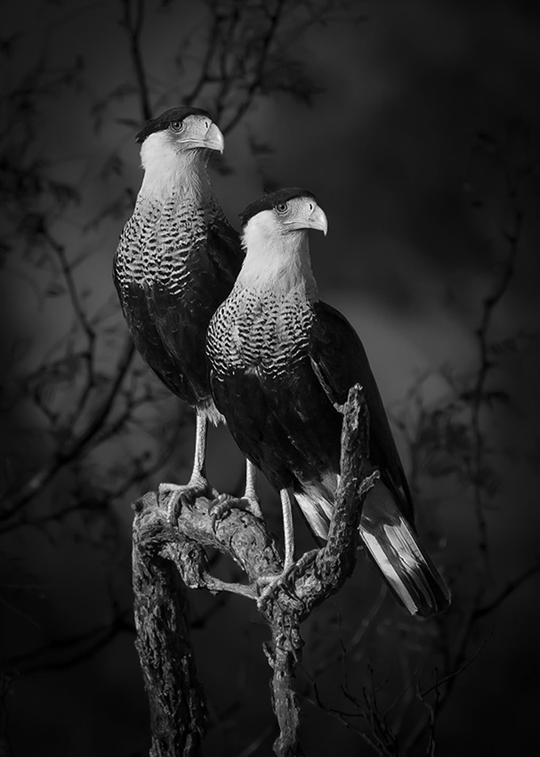 Dinorah Graue Obscura CostaRica Sony World Photography Awards 2023