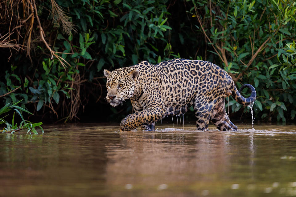 Evert Pantanal Canon R5