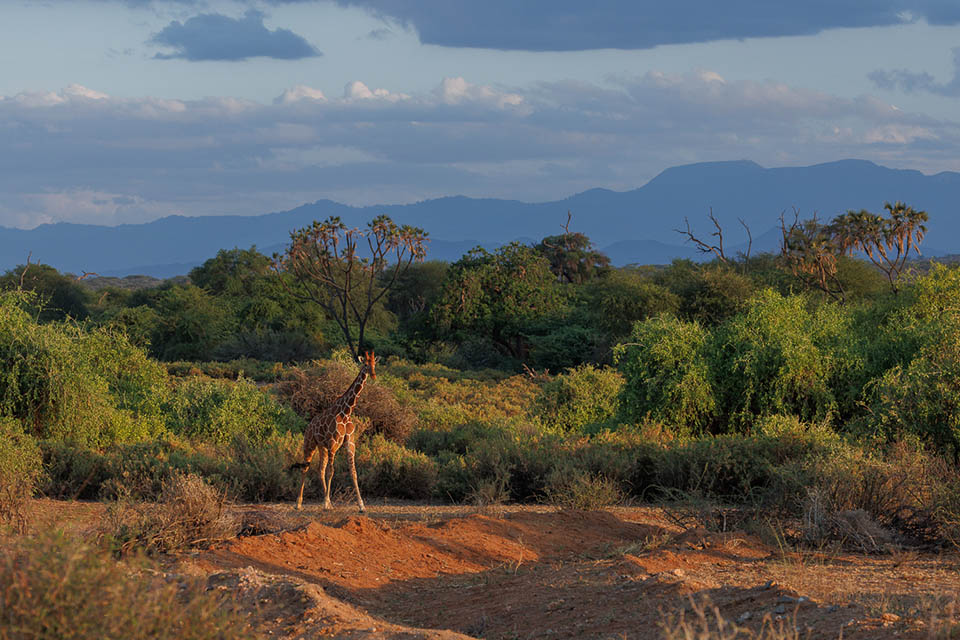 Evert Samburu 2021