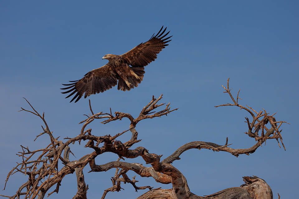 Evert Samburu bif Evert Samburu bif