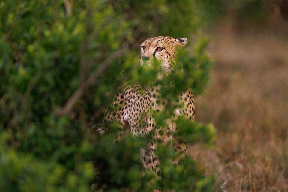 Evert cheetah R5 Evert cheetah R5