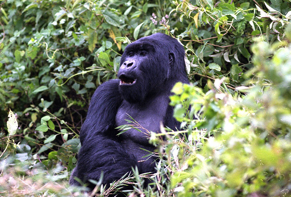 Evert film gorilla Evert film gorilla