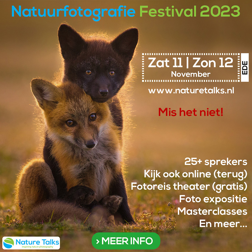 Nature Talks Photo Festival 2023 twee vosjes Nature Talks Photo Festival 2023 twee vosjes