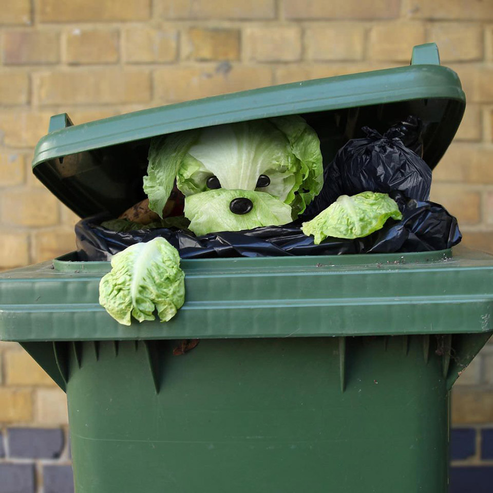 Helga A dog hiding in a trash can made with lettuce