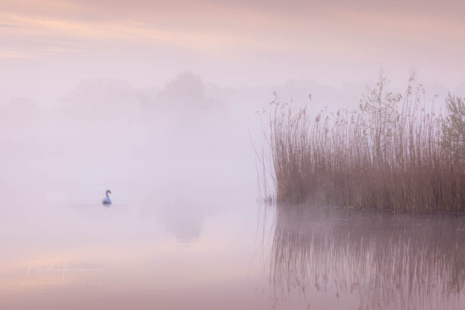 Nando 2021 knobbelzwaan