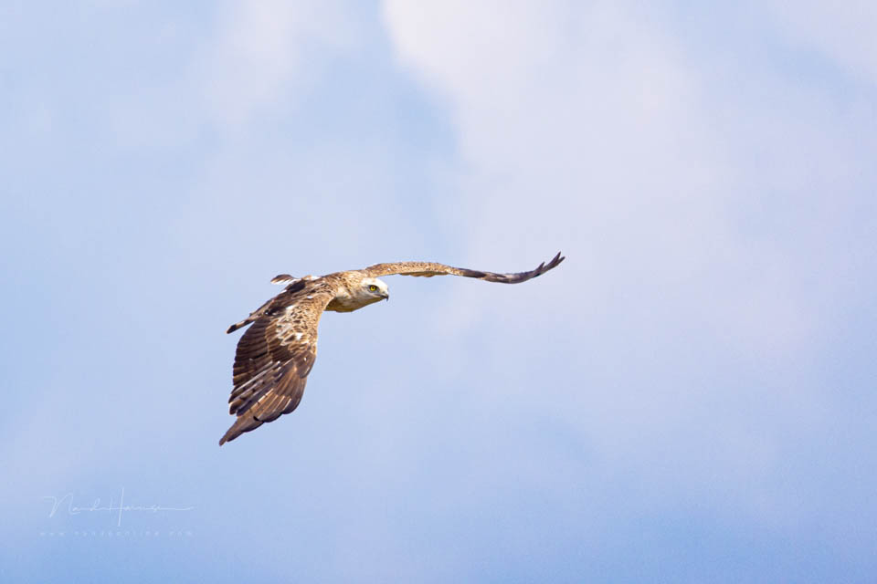 Nando 2021 slangenarend