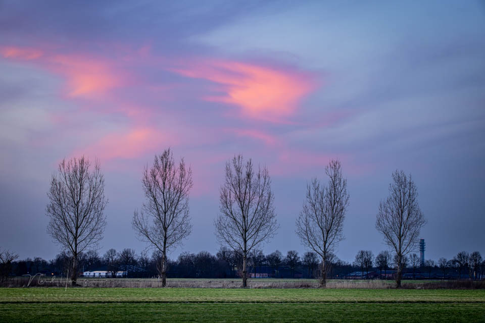 Nando 2021 vijf bomen Nando 2021 vijf bomen