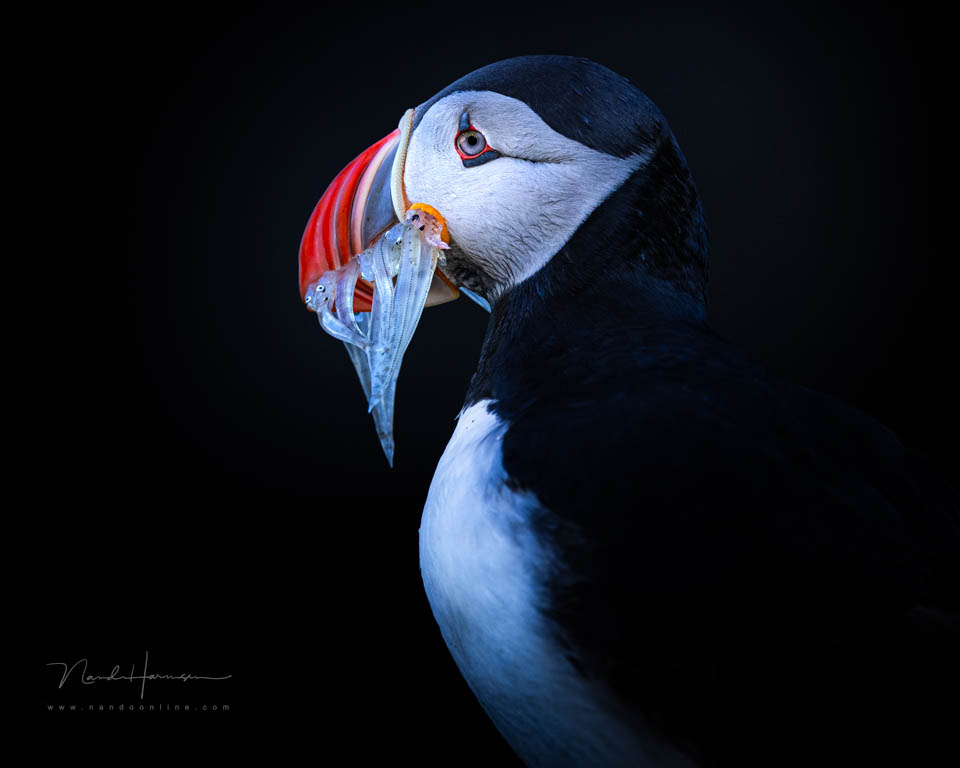 Nando 2022 low key puffin 2