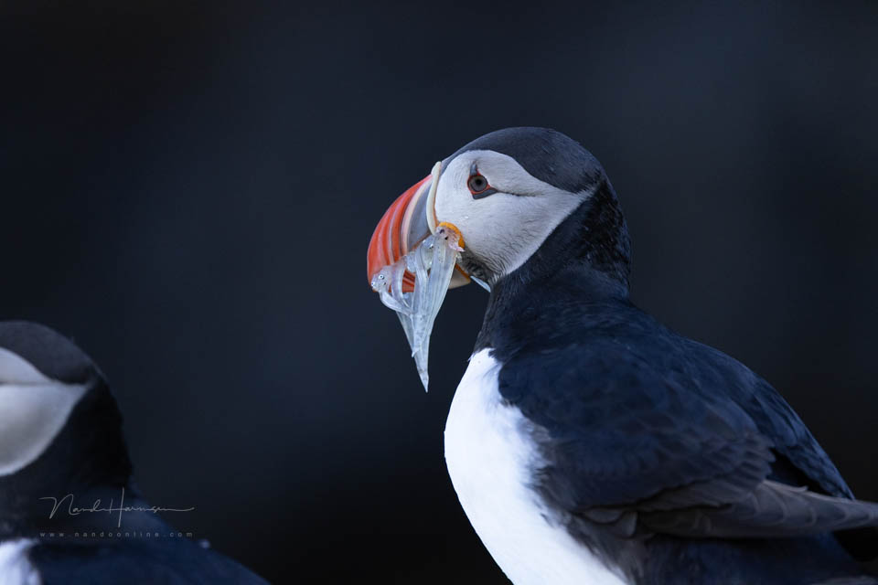 Nando 2022 low key puffin 4