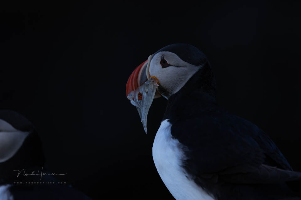 Nando 2022 low key puffin 5