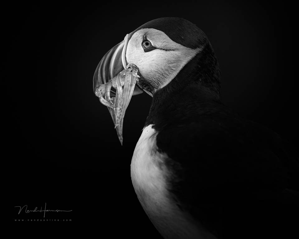Nando 2022 low key puffin