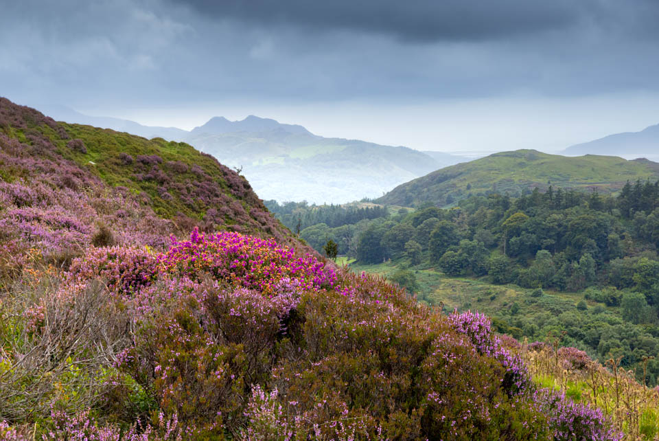 Nando 2025 snowdonia focusstack heide