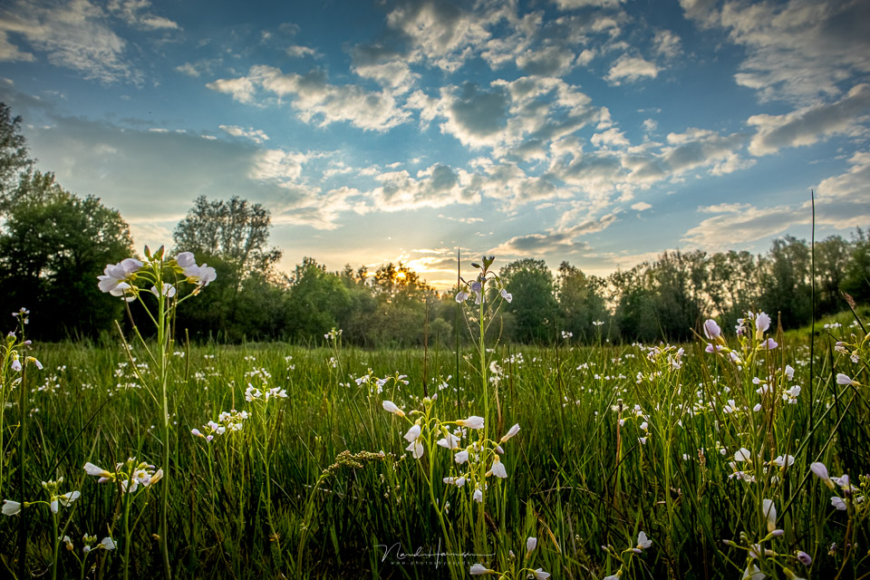 Nando EOS M50 II pinkstebloemen zonsondergang