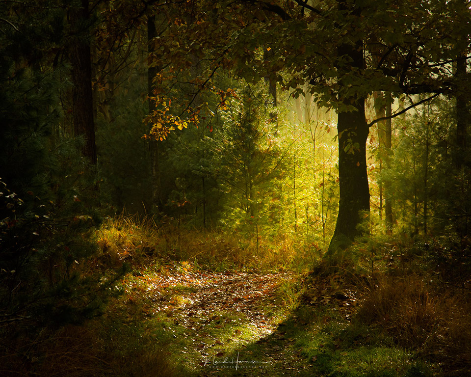 Nando HDR or not forest