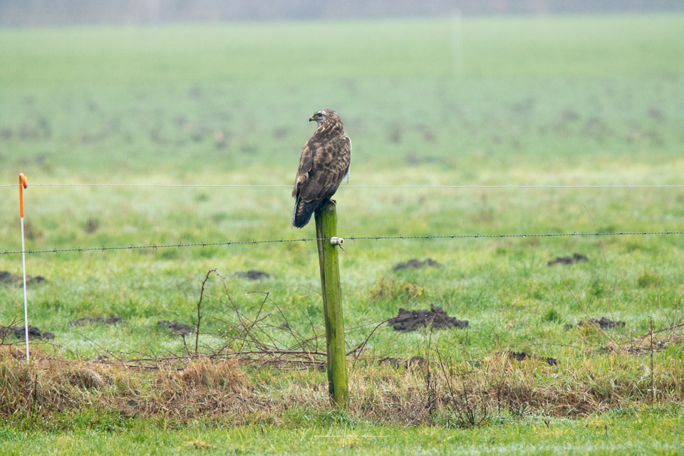 Nando RF100 500 buizerd met TC