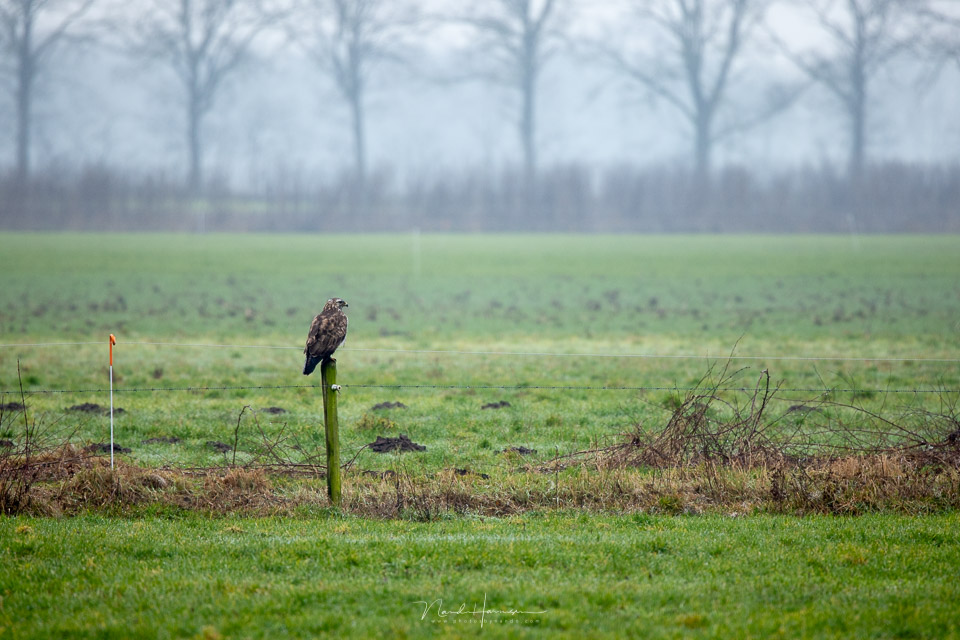 Nando RF100 500 buizerd zonder TC