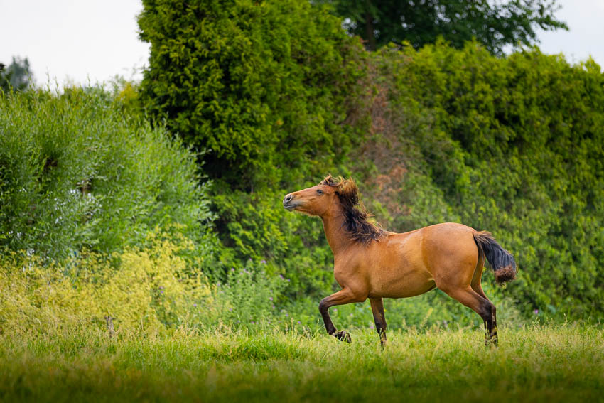 Nando bevroren actie afstand