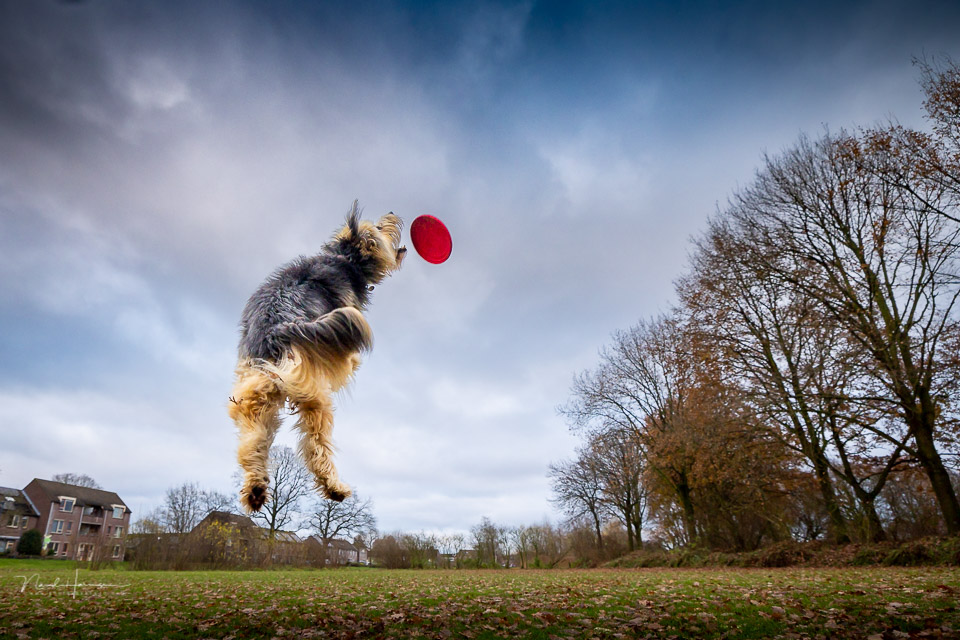 Nando canon r3 bruc frisbee 2