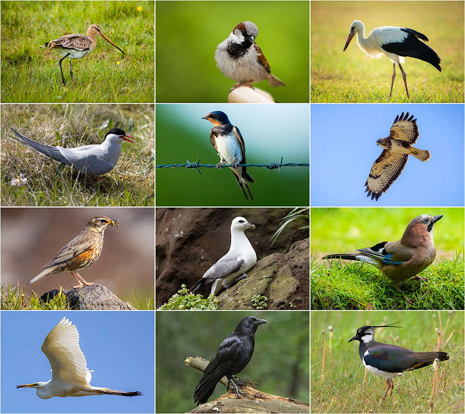 Nando collage vogels Nando collage vogels