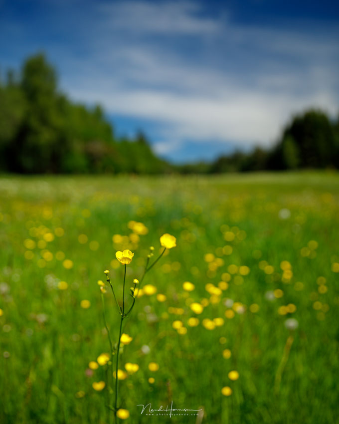 Nando dof landschap 4 Nando dof landschap 4