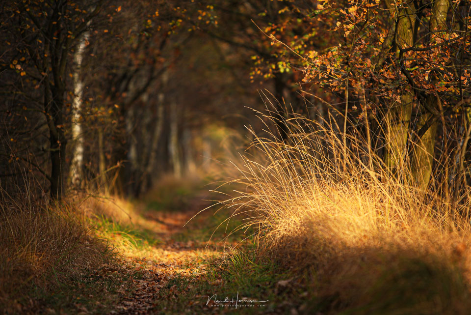 Nando dof landschap 5 Nando dof landschap 5
