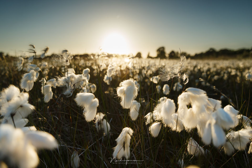 Nando dof landschap 7 Nando dof landschap 7