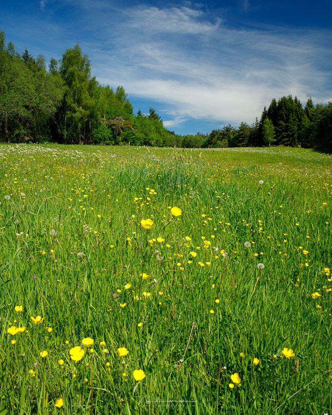 Nando dof landschap