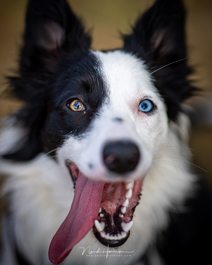 Nando eos r5 dog alice Nando eos r5 dog alice