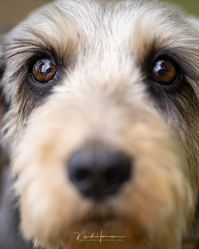 Nando eos r5 dog caro Nando eos r5 dog caro