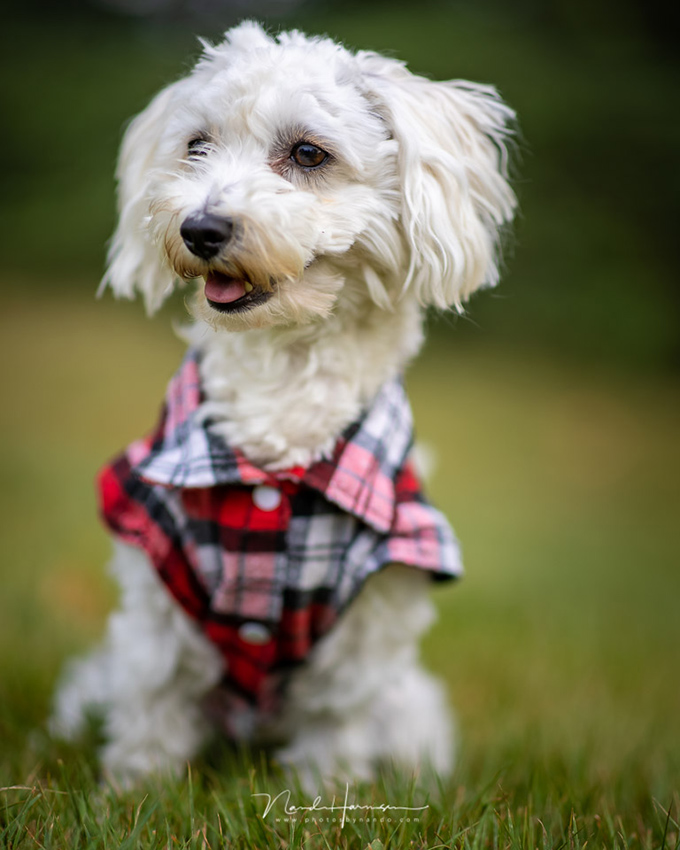 Nando eos r5 dog lucy Nando eos r5 dog lucy