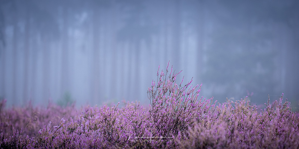 Nando eos r5 landscape 04 Nando eos r5 landscape 04