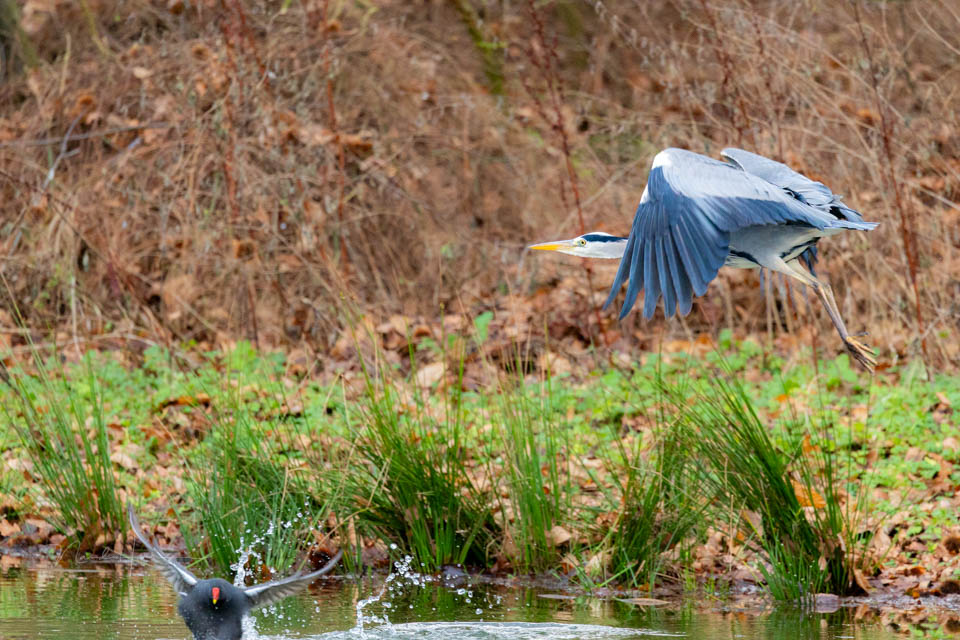 Nando eos r6mk3 reiger vliegend