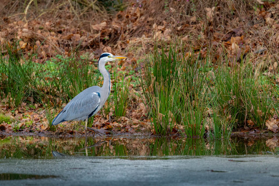 Nando eos r6mk3 voorbeeld