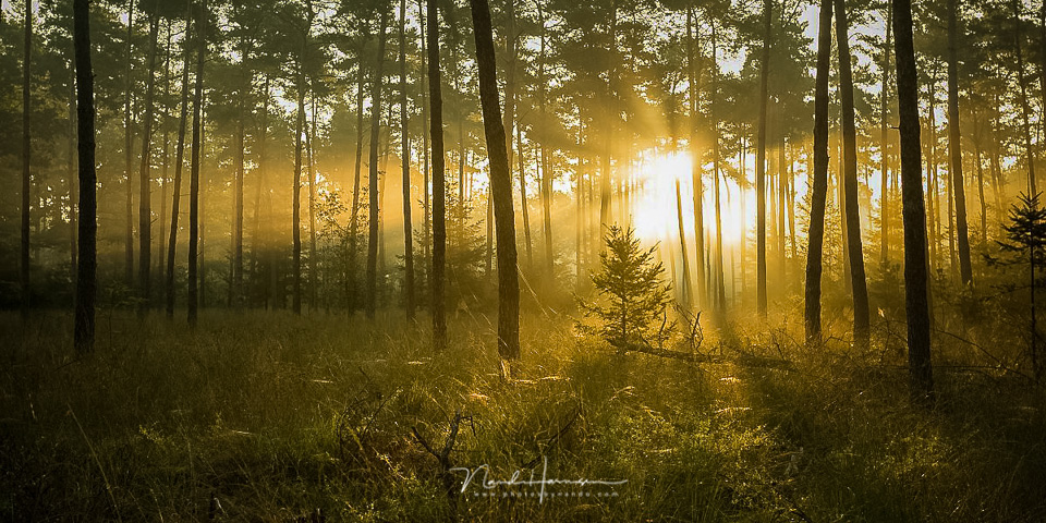 Nando fotograferen bos 3