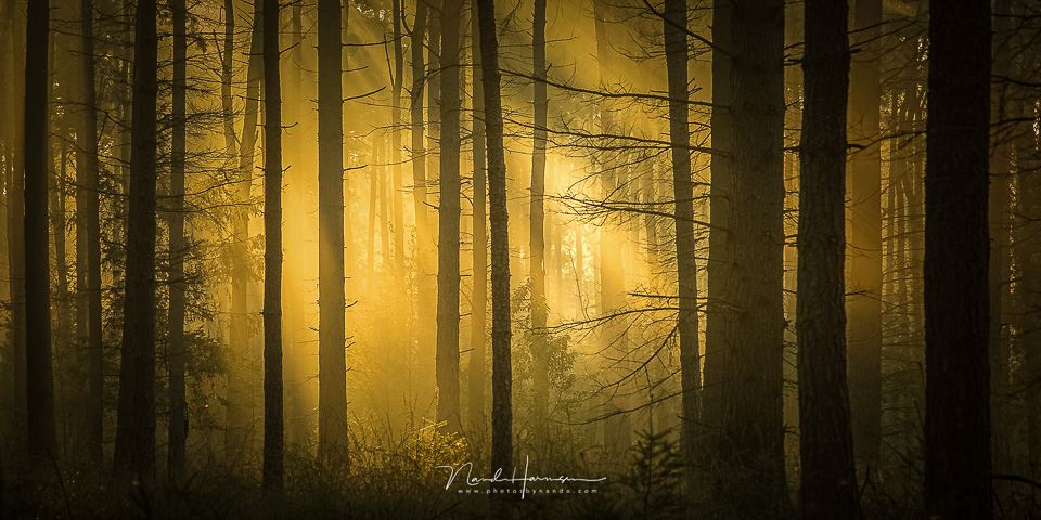 Nando fotograferen bos 4