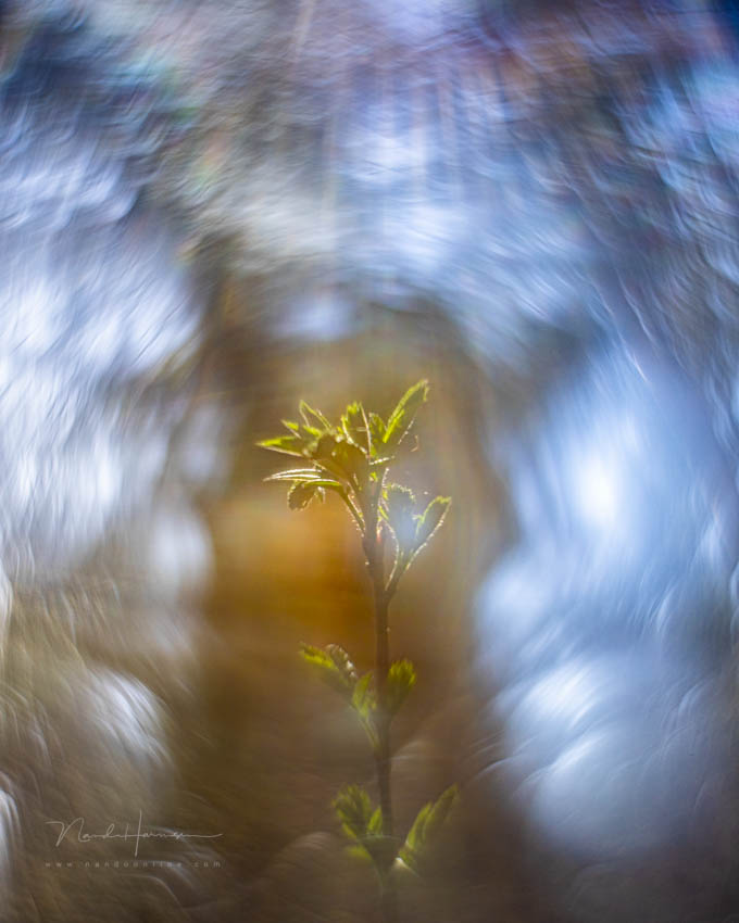 Nando helios 44 2 reversed lente Nando helios 44 2 reversed lente