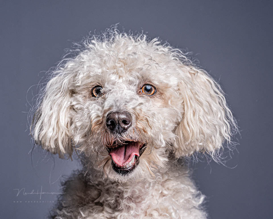 Nando hyperrealistisch hondje Nando hyperrealistisch hondje