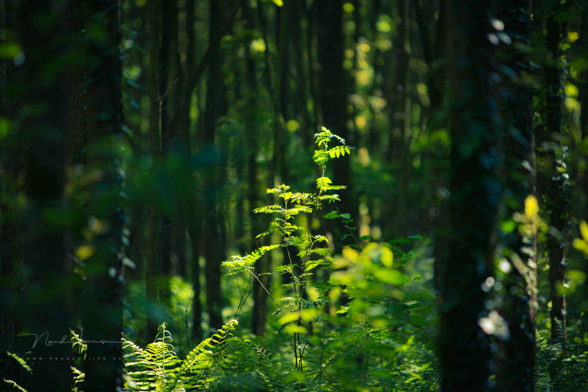 Nando in het bos 2(1)