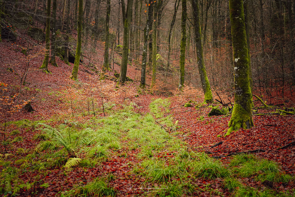 Nando in het bos 3 Nando in het bos 3