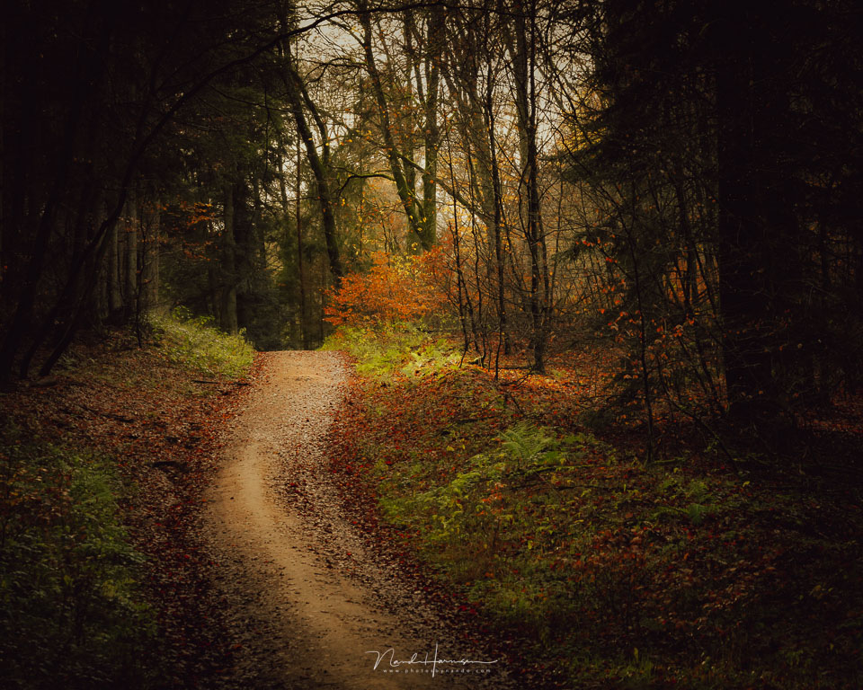 Nando in het bos 4 Nando in het bos 4