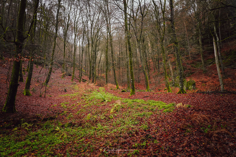 Nando in het bos